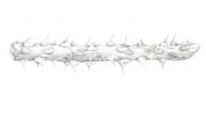Prickles of a rose stem, rendered in graphite by Judith Towers