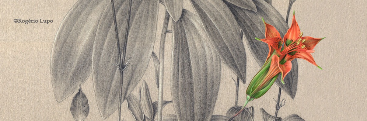 Banner image credit: Alstroemeria stramonia, rendered in acrylics, graphite and colored pencil on toned paper by Rogério Lupo