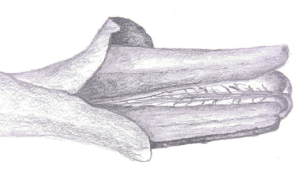 Sporophyte capsule of a thalloid liverwort, rendered in graphite by Sheila Hayden