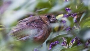 Spring Migration Tour