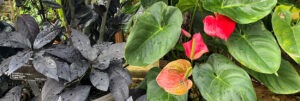 Tropicals_in_Conservatory