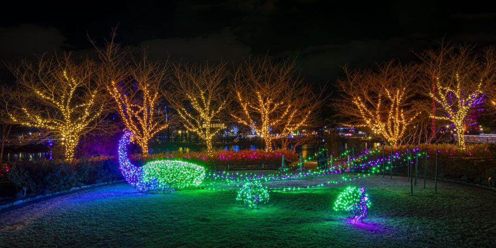 Peacock light form at GardenFest of Lights 2023. Photo by Tom Hennessy.