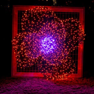 Poppy light form at GardenFest of Lights 2023. Photo by Tom Hennessy.