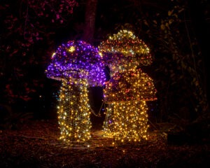 Mushroom light forms at GardenFest of Lights 2023. Photo by Tom Hennessy.