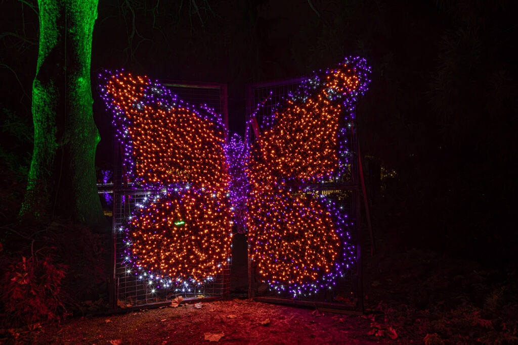 Monarch light form at GardenFest of Lights 2023. Photo by Tom Hennessy.