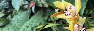 Orchids_Tropicals_in_Conservatory