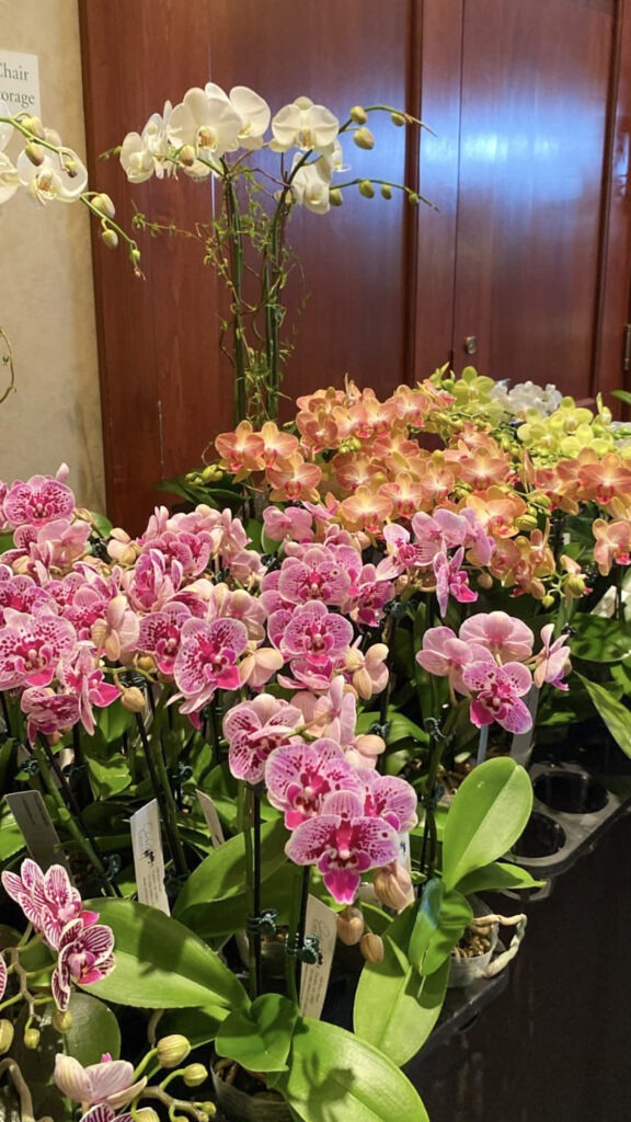 Different orchid varieties for sale on a table at the VOS Orchid Sale 2023.