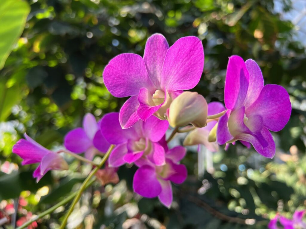 Pink lei orchids grow at Lewis Ginter Botanical Garden.