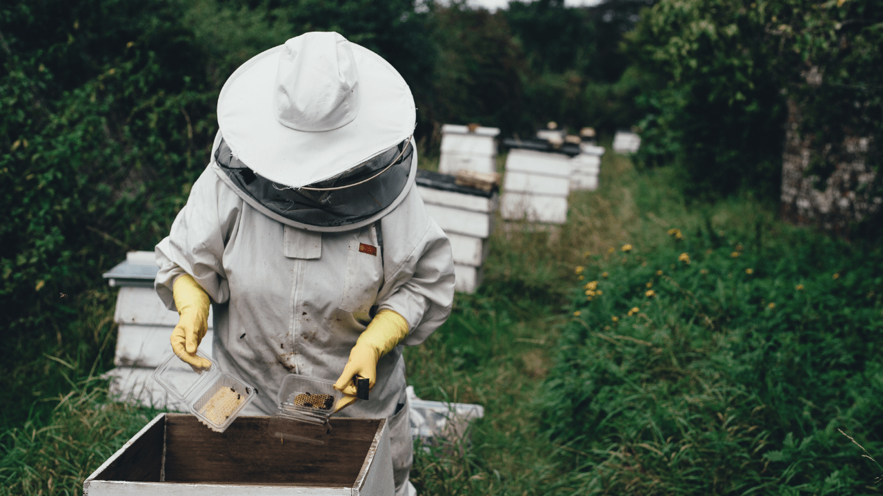 Beginner to Advanced Beekeepers: Sharpening Your Skills for Better Results