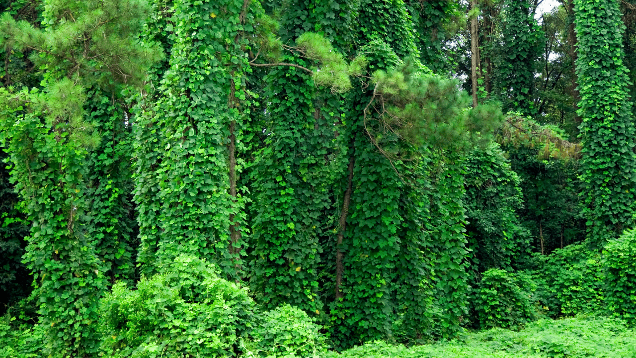 Invasive Plants: Kudzu