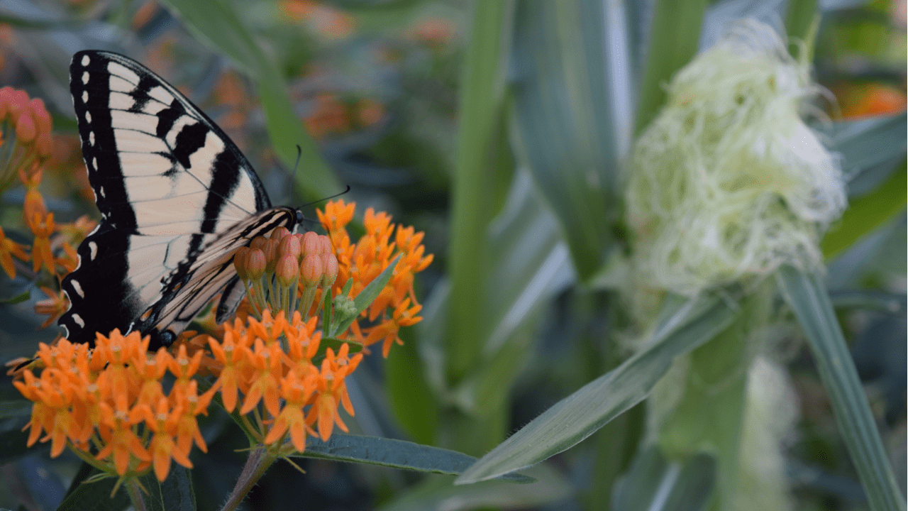 Foodscape Harmony: Embracing Natives and Edibles with Brie Arthur