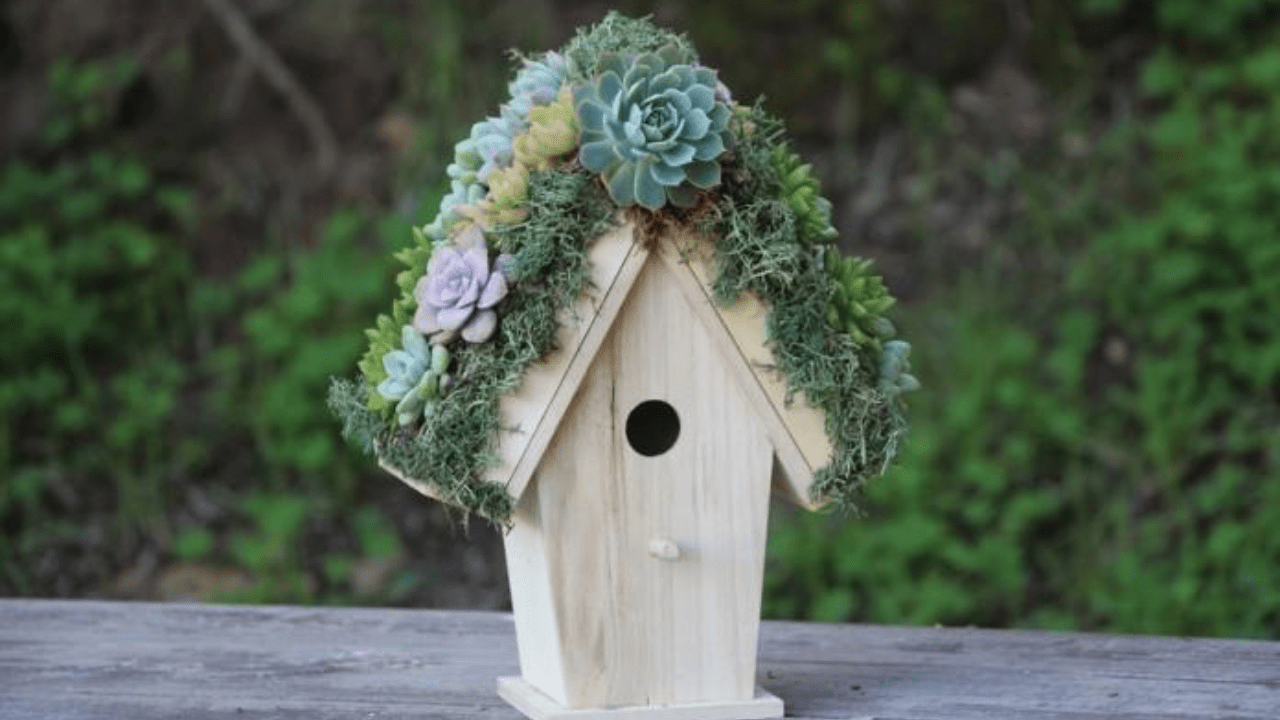 Living Succulent Bird House