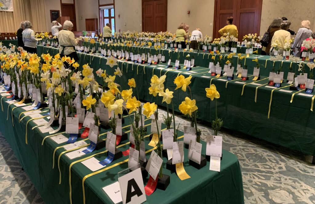 The Virginia Daffodil Society Show at Lewis Ginter Botanical Garden. Hundreds of prize-worthy daffodils are lined up on tables and have received ribbons as guests pass by.