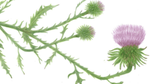 Gail Goodrich Harwood - Nodding Thistle