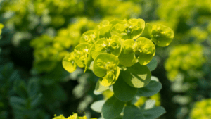 Graphite Techniques: Succulents