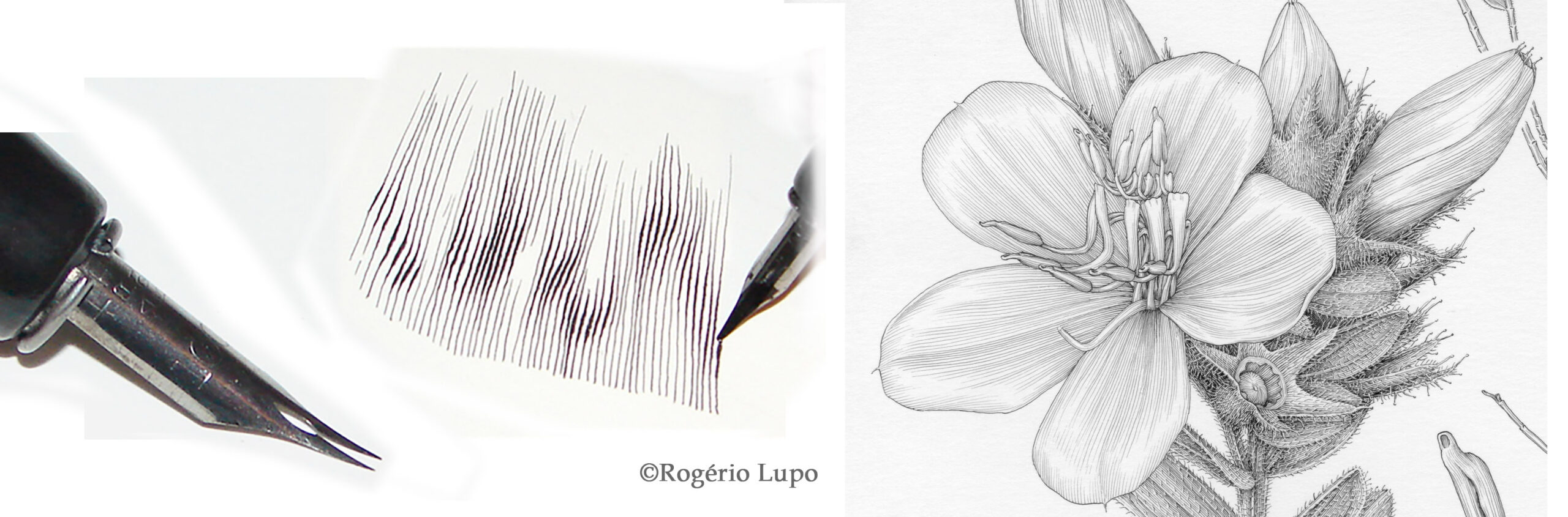 Refined Hatching with Pen Nib & Ink Rogerio Lupo