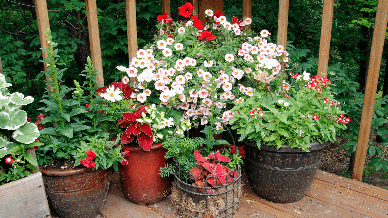 Container Gardening in Small Spaces