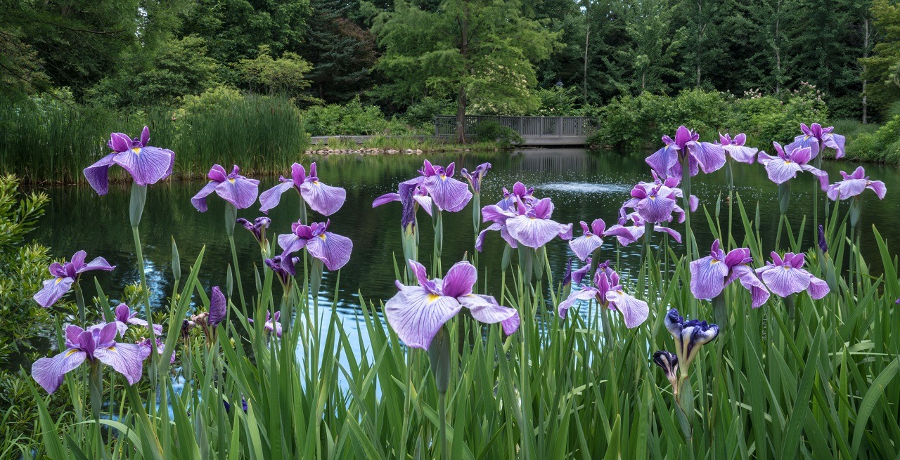Iris border along the West Island Garden at Lewis Ginter. Image by Don Williamson