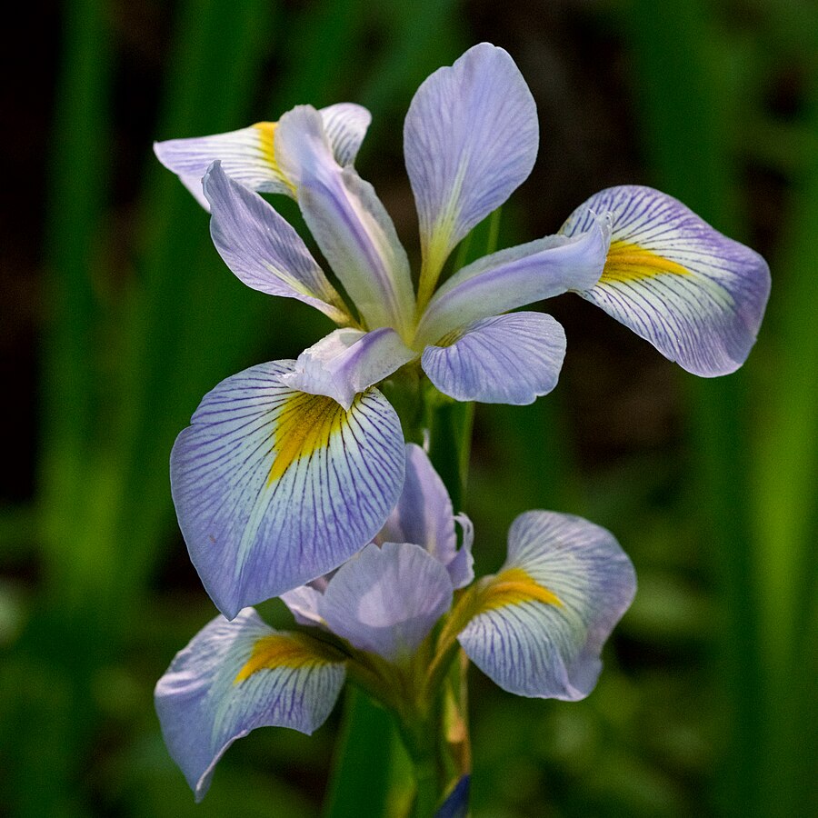 Southern Blue Flag iris