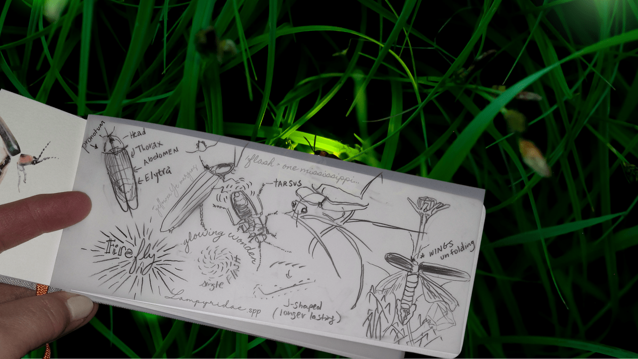 Nature Journaling: Observing Fireflies