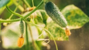 Edibles in Children's Garden