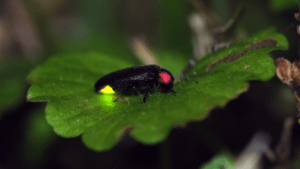 Nightlife at Home: Creating Firefly habitat