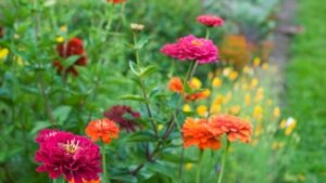 Blooming Success: How to Tend and Harvest a Cutting Garden