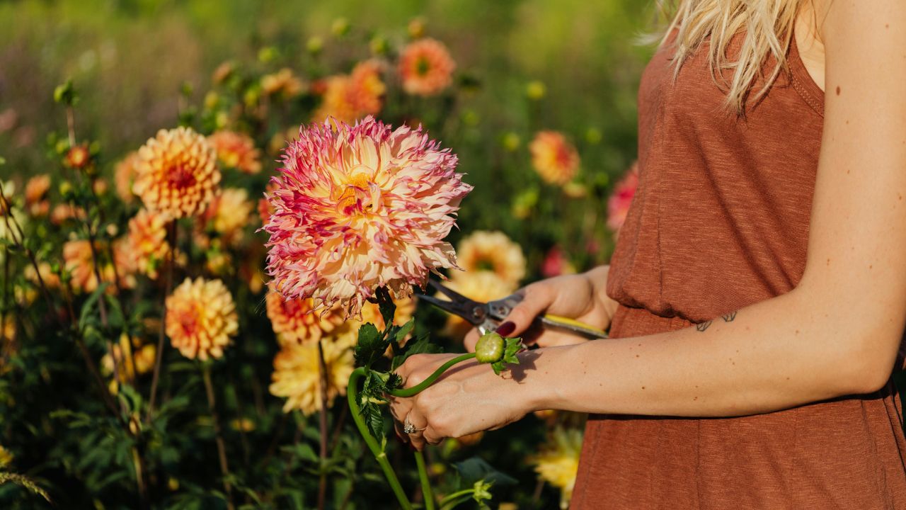 Blooming Success: How to Tend and Harvest a Cutting Garden