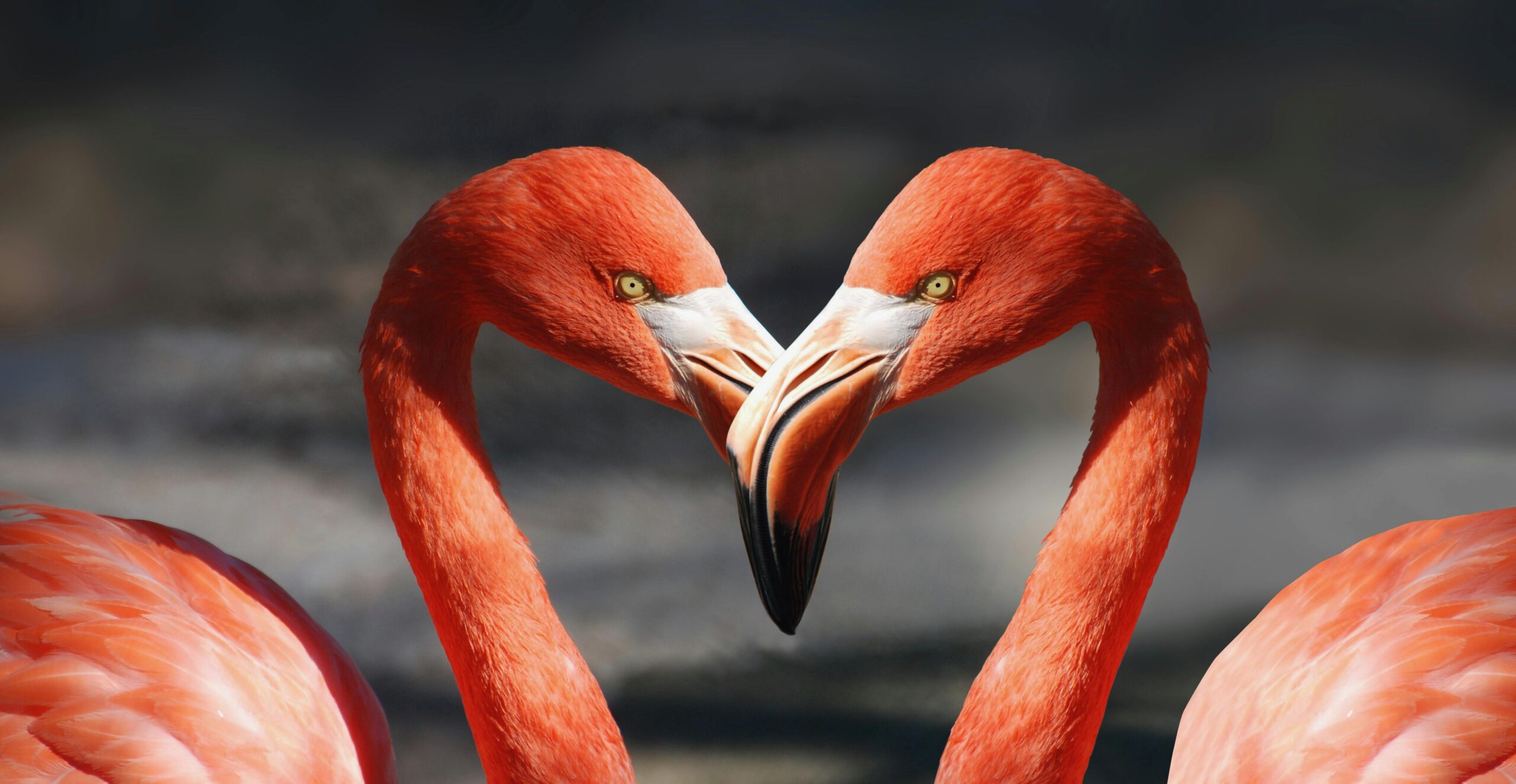 Love Birds: True Love in the Bird World