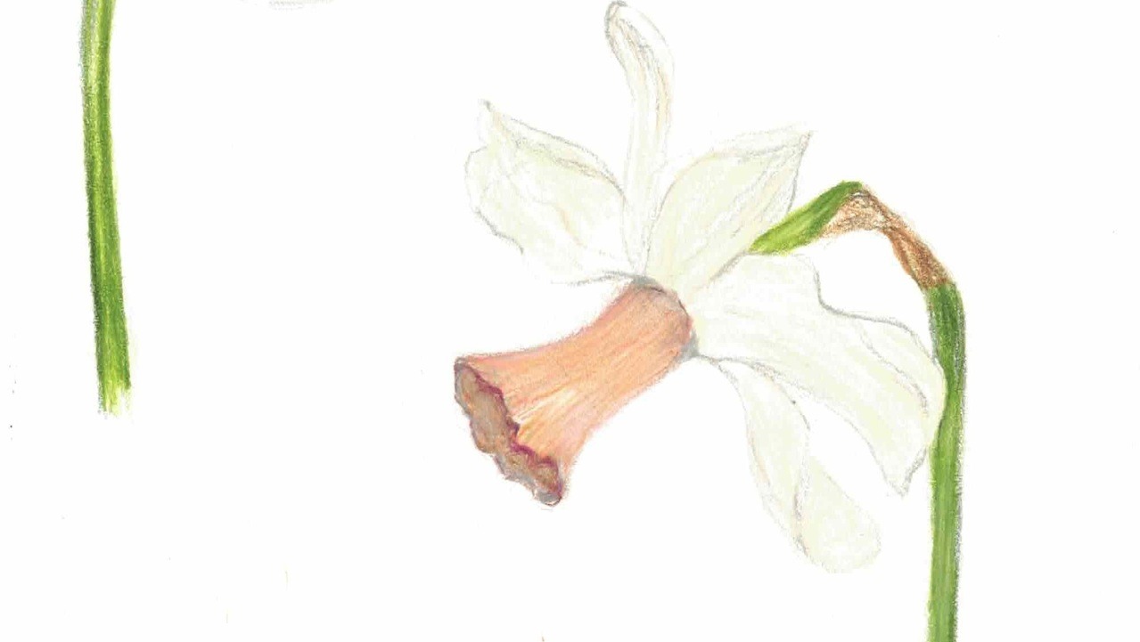 Botanical Illustration: Daffodils!