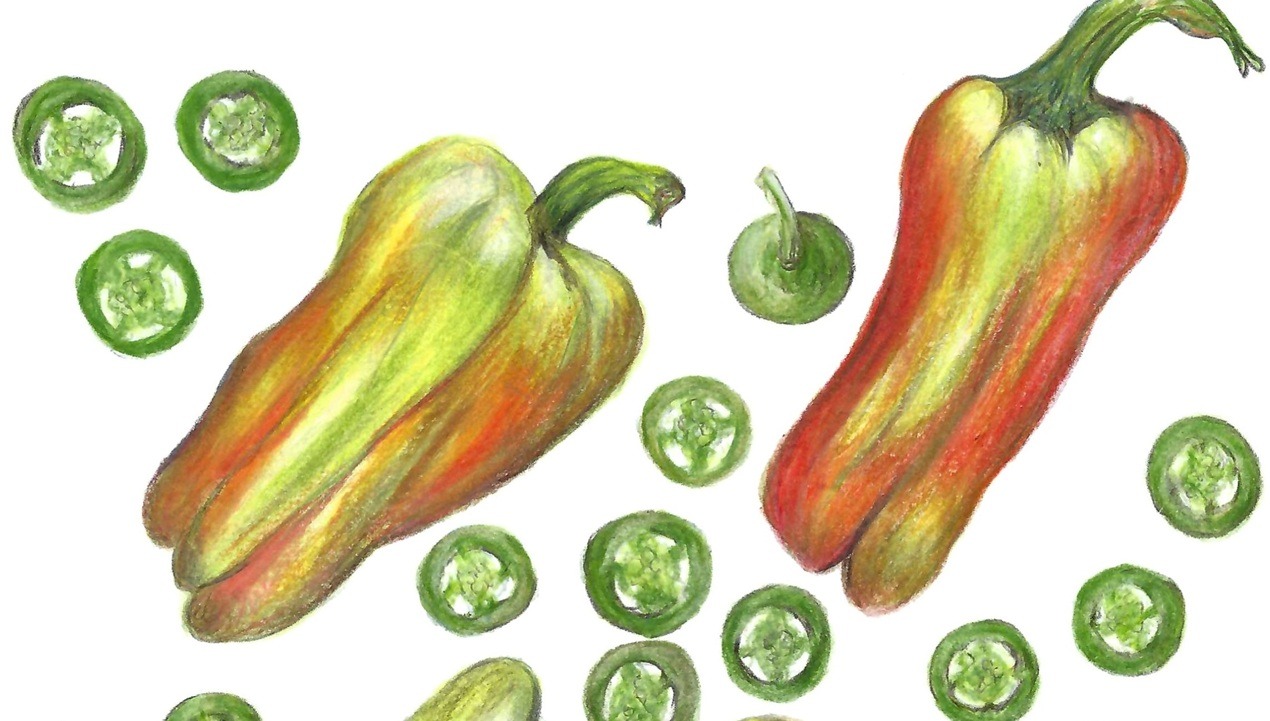 Beginnings: Exploring Seed Pods in Colored Pencil