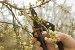 Spring Pruning