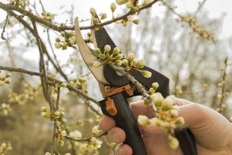 Spring Pruning