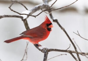 Winter Wonders: A Photography Workshop