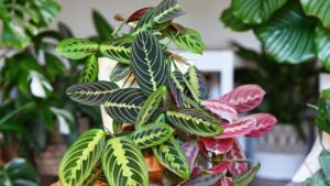 Selecting Houseplants 101