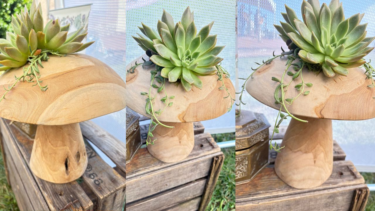 Wooden Mushroom Succulent Arrangement