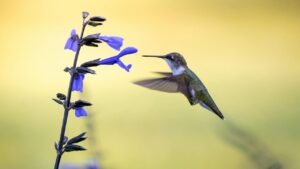 Hummingbird Haven