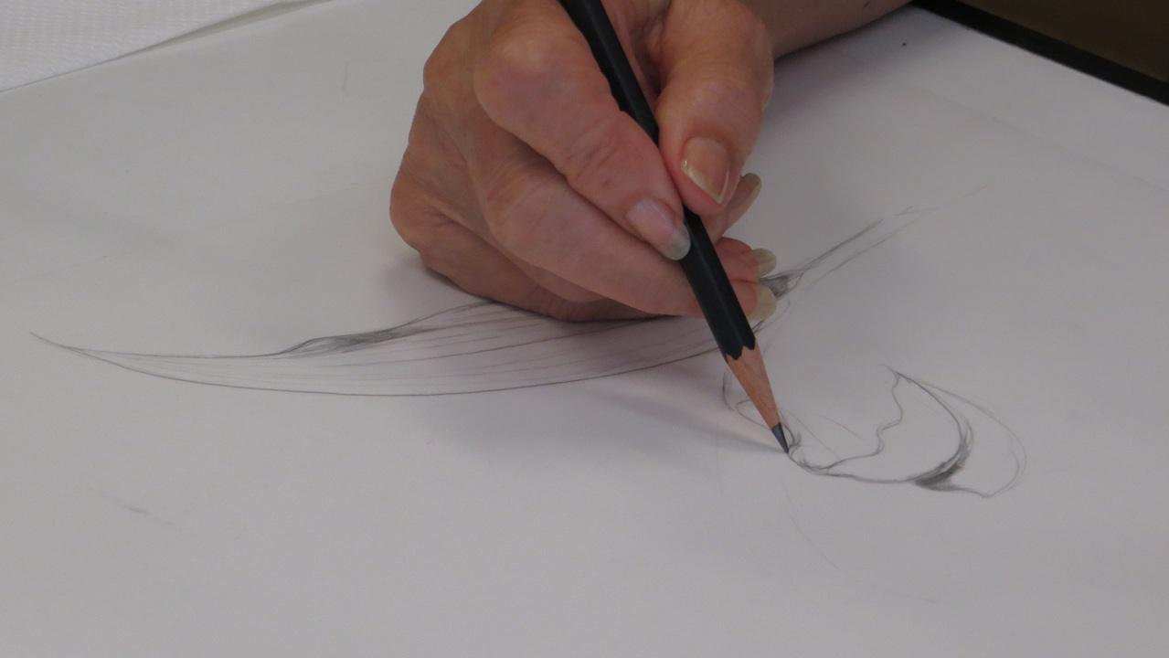 Botanical Illustration Studio