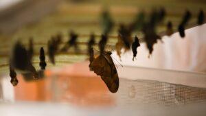 Butterflies Bloom Backstage Pass