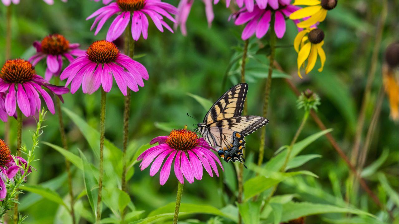 Creating a Backyard Butterfly Oasis