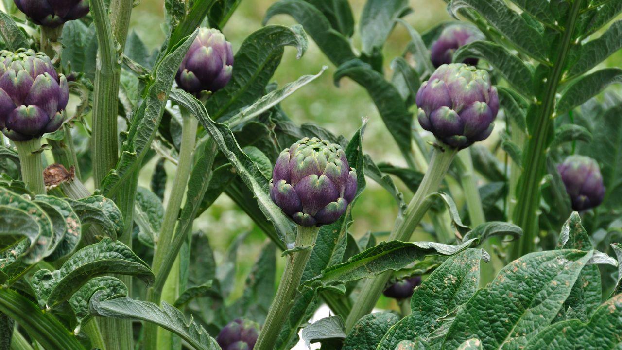 Edible History: Plants of the Mediterranean
