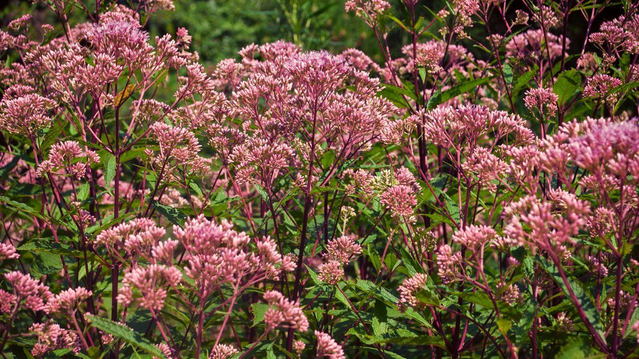 Beginning Botany — Learn the Plant Families Every Virginian Should Know!