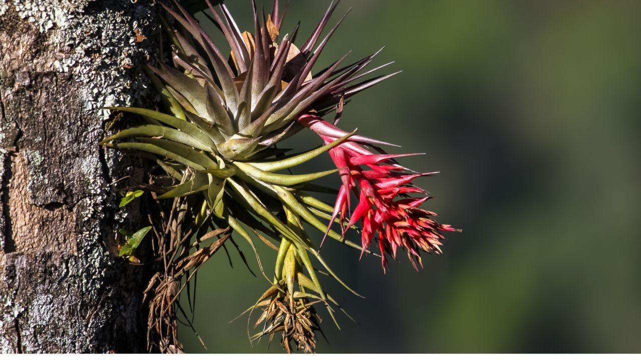 No Soil Needed: Epiphyte Mounting, Care, and Display Design