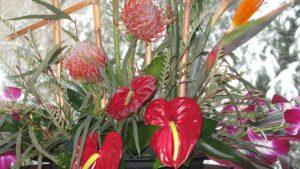 Botanical Escape: Designing with Tropicals