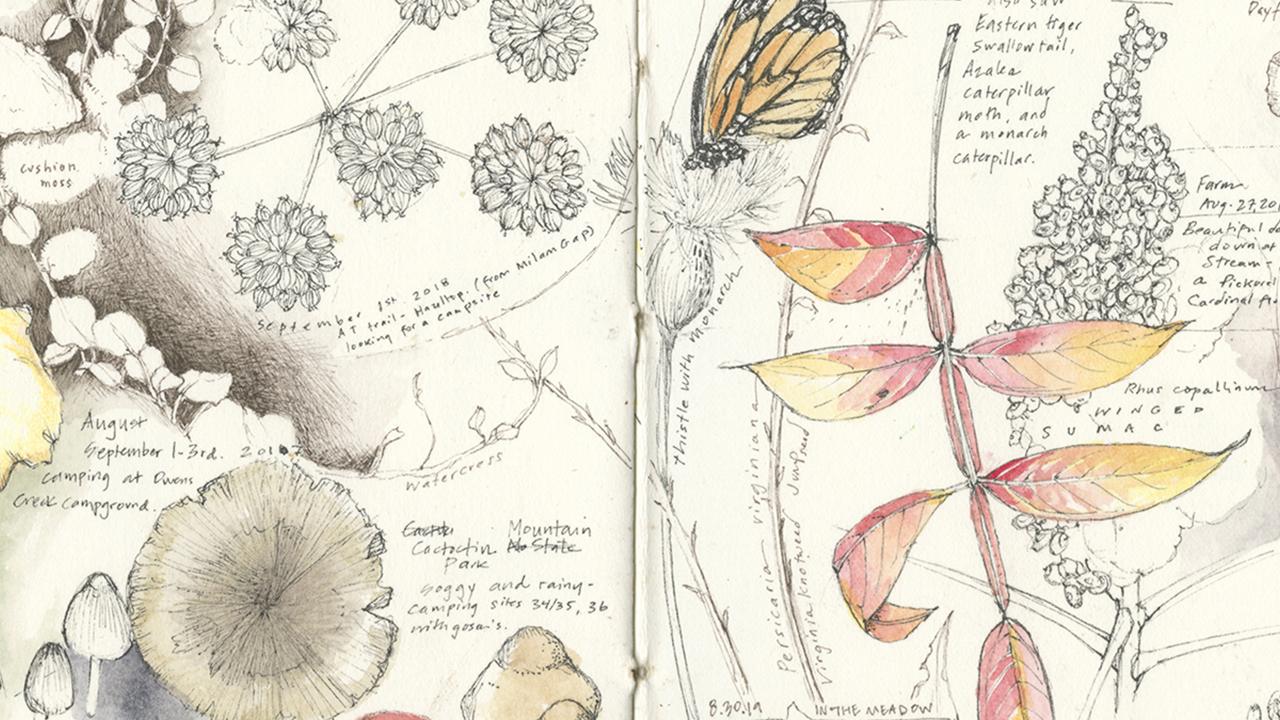 Introduction to the Perpetual Journal and Field Sketching