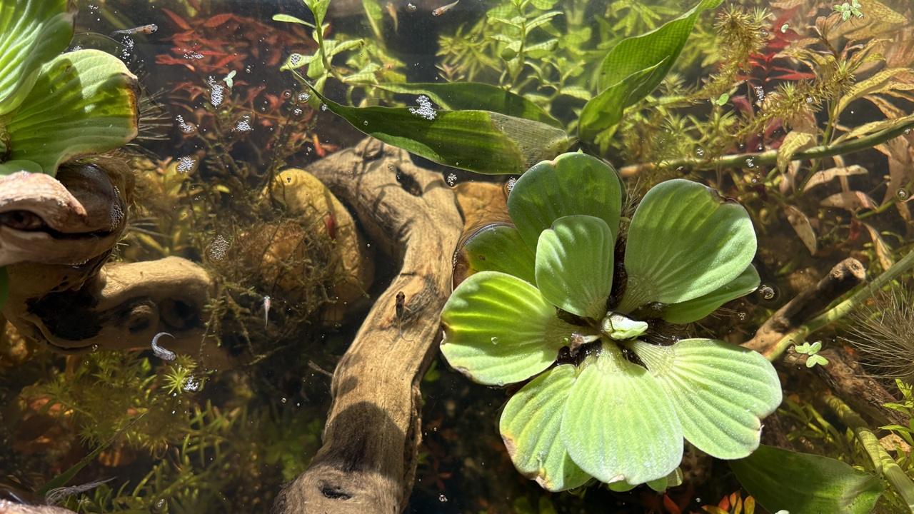 Building Mini Planted Aquariums