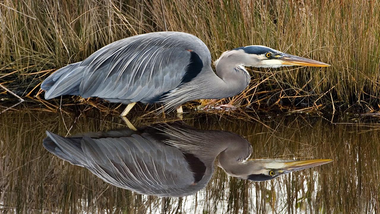 Our Little Feathered Friends - A Bird Photography Workshop
