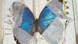 Butterfly Pinning 102: Common Morpho