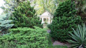 Exploring Conifers: Selection, Planting & Garden Highlights