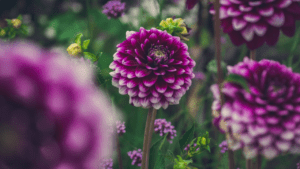 Dahlias: Harvesting, Dividing & Storing for Seasons of Blooms